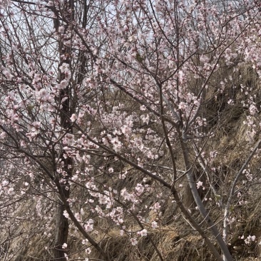 丁香树