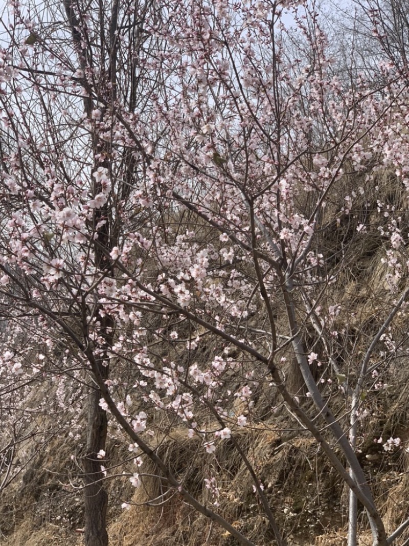丁香树