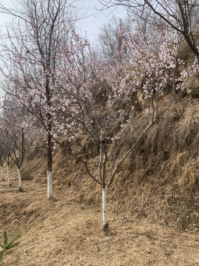 丁香树