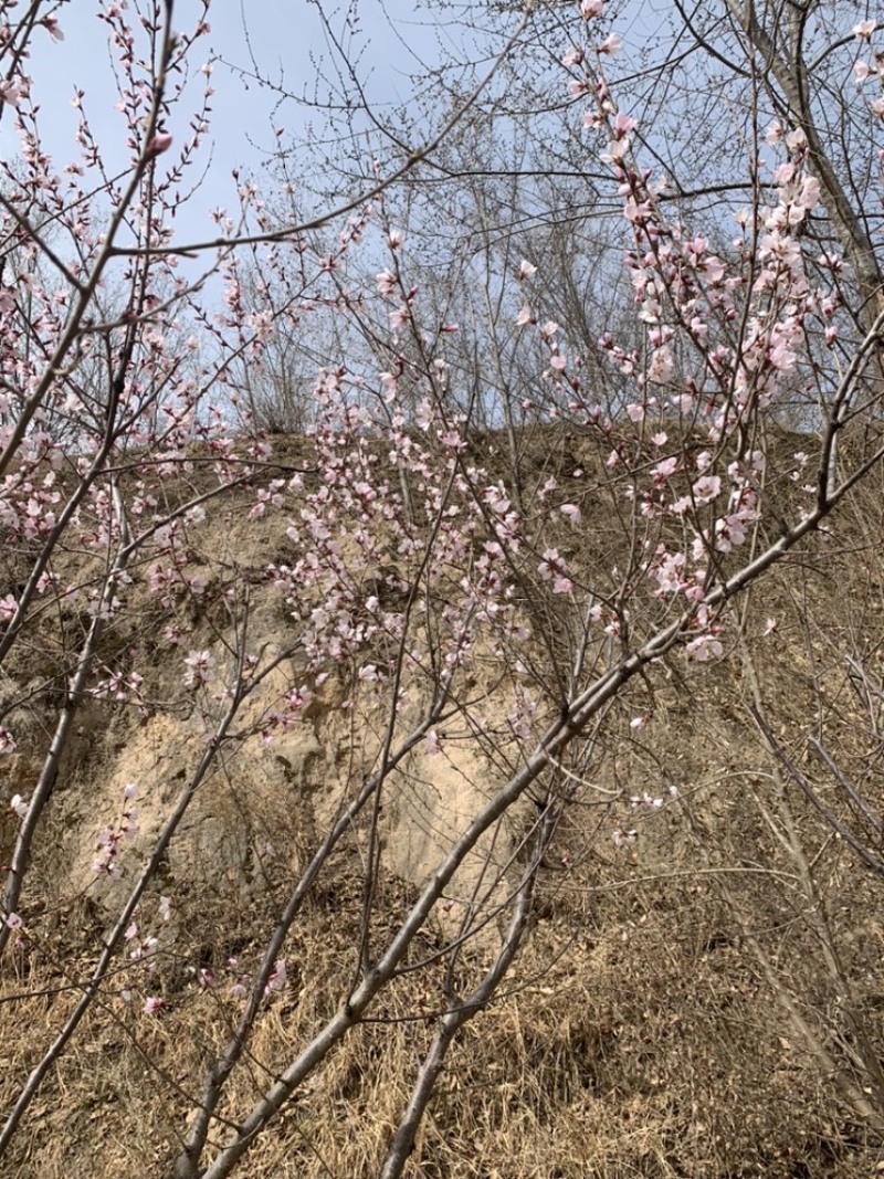 丁香树
