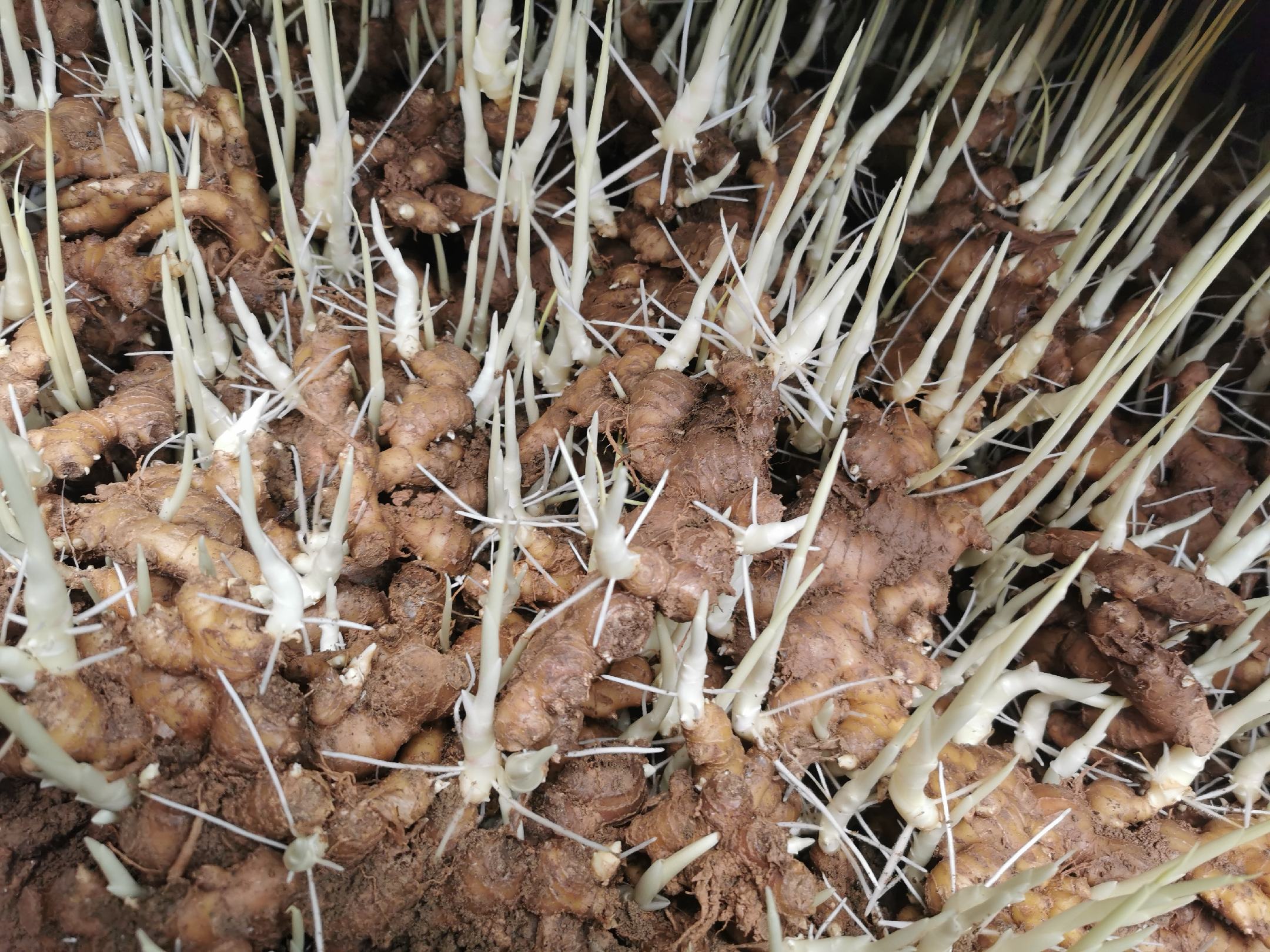 生姜植株与块茎特写