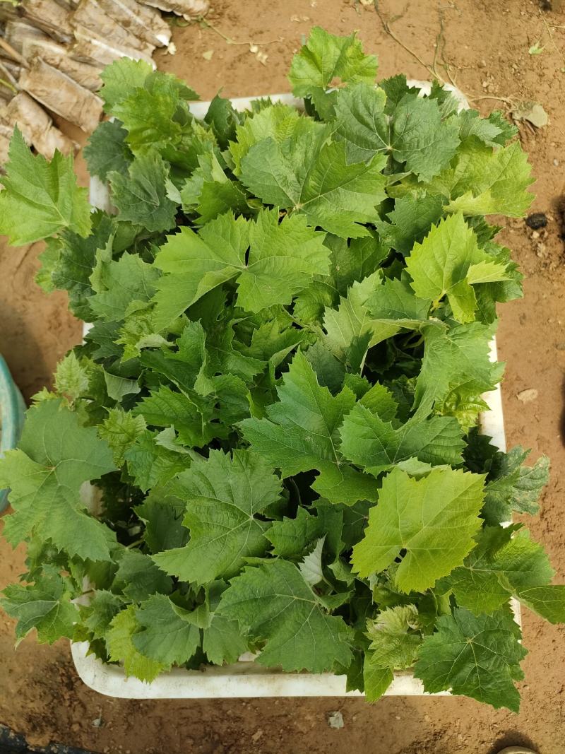 阳光玟瑰，蓝宝石，玫瑰香，巨峰，各品种营养杯苗，全国发货