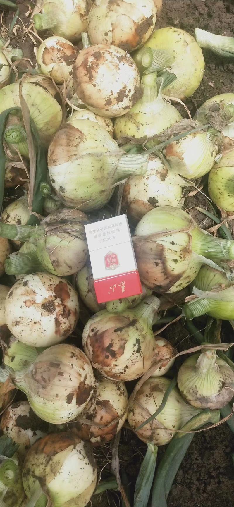 黄洋葱大量供应中，产地直销，货源充足，价格美丽，合作共赢