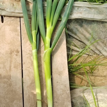 地膜葱大量上，货源充足，常年供货