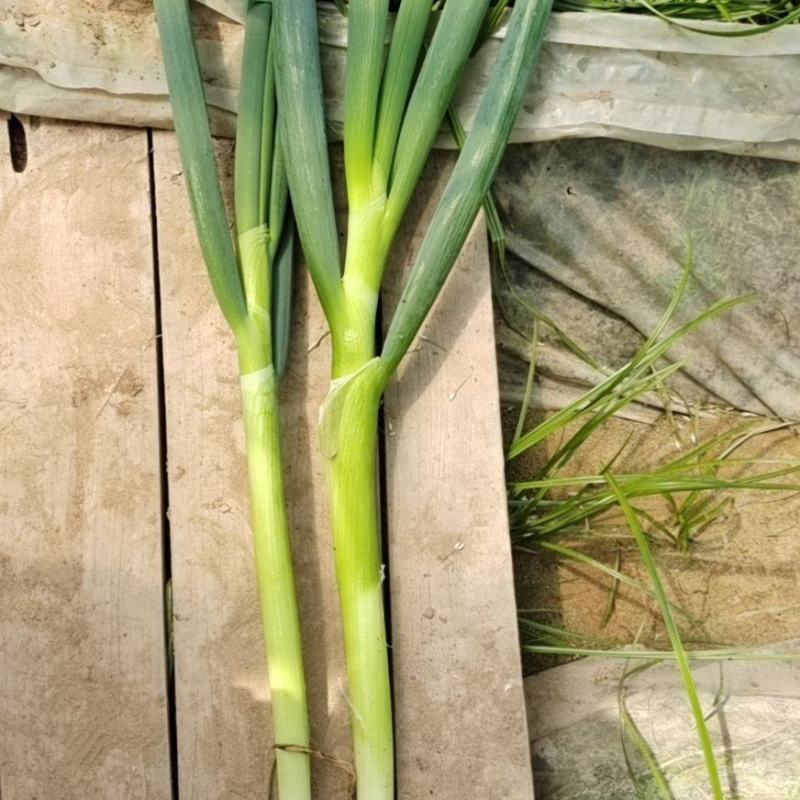 地膜葱大量上，货源充足，常年供货