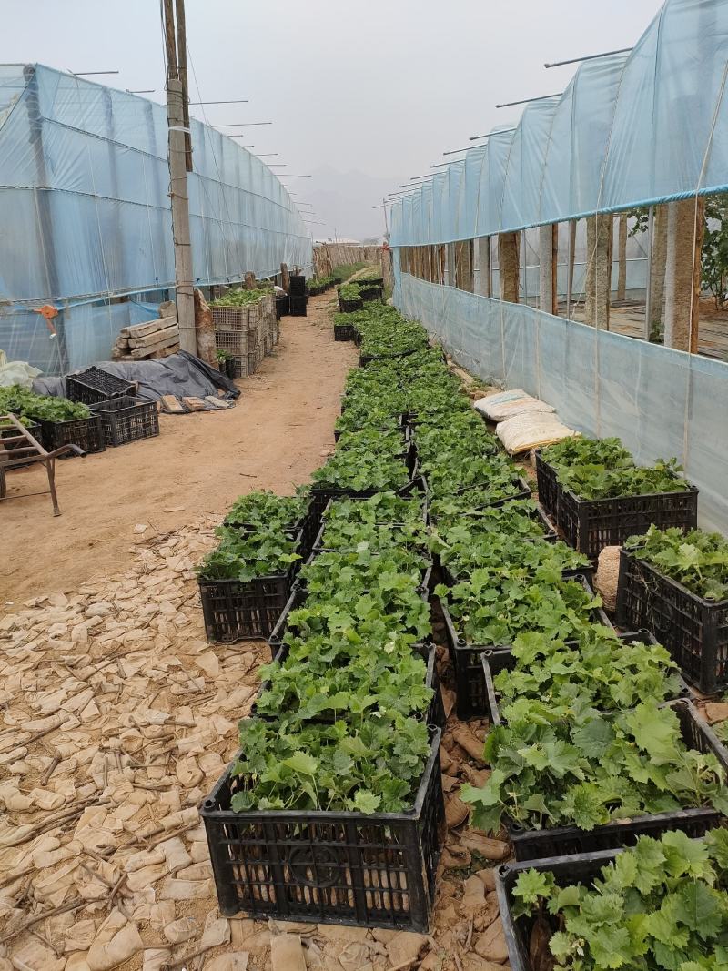 阳光玟瑰，蓝宝石，玫瑰香，巨峰，各品种营养杯苗，全国发货