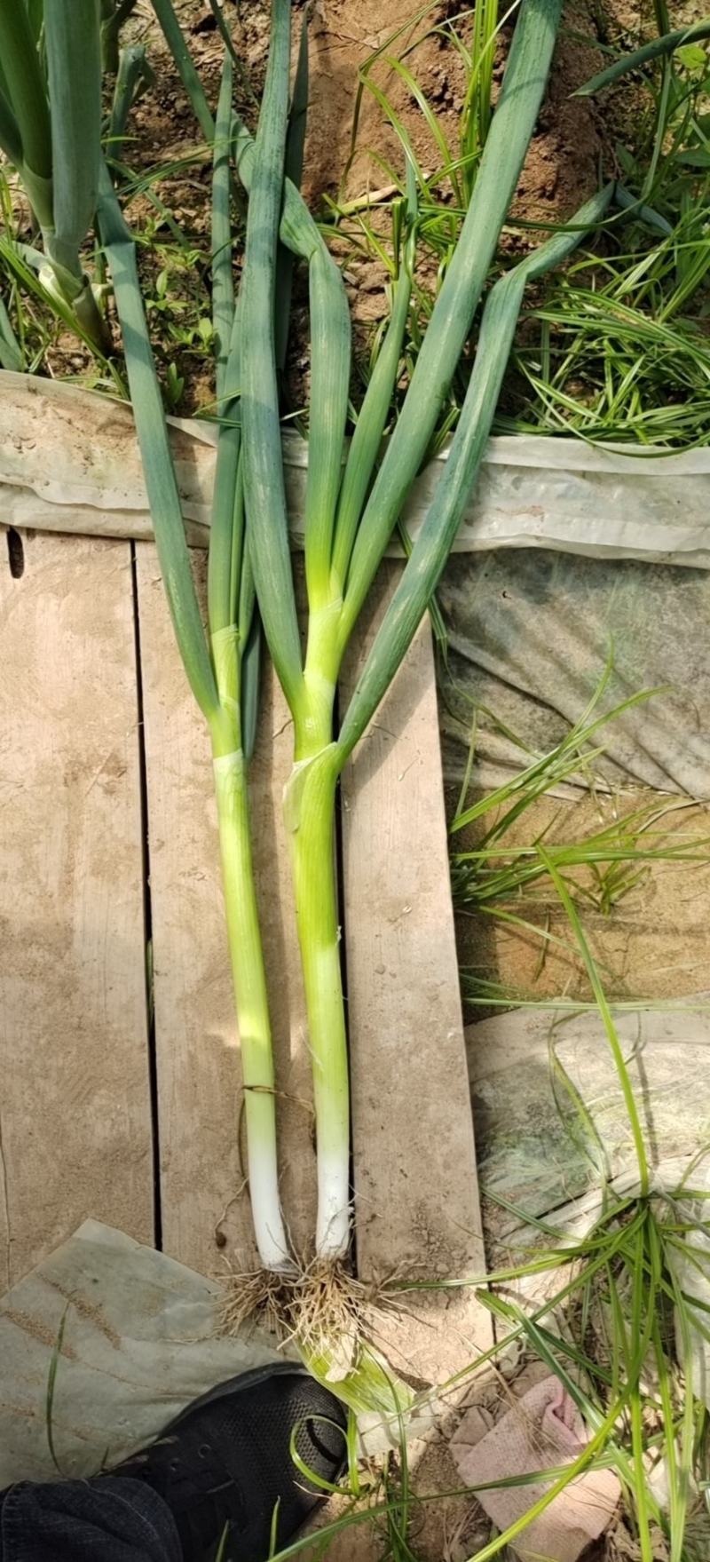 地膜葱大量上，货源充足，常年供货