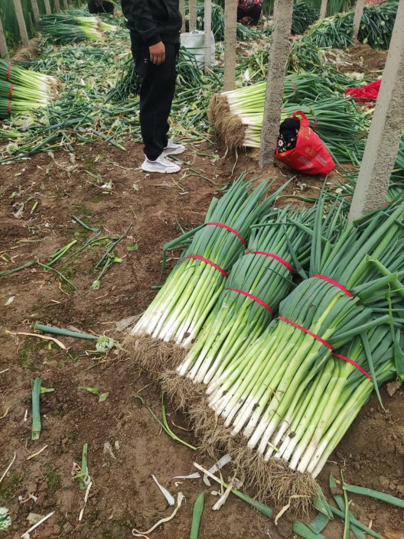 地膜葱大量上，货源充足，常年供货