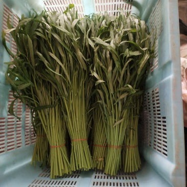 精品空心菜上海空心菜大量供货，品质保障欢迎咨询