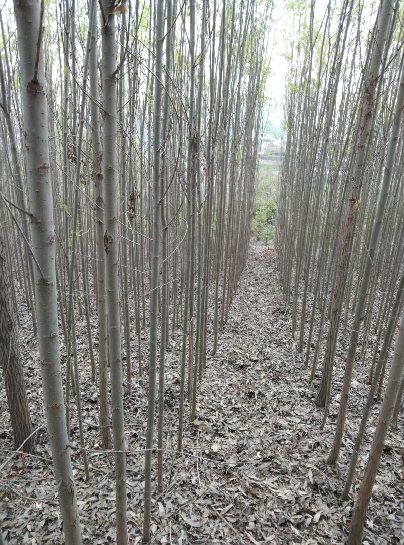 旱柳两公分
