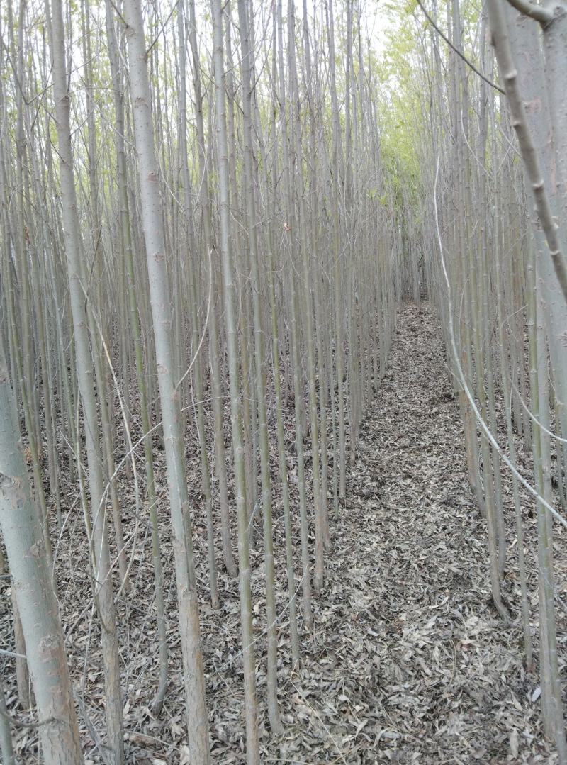 旱柳两公分