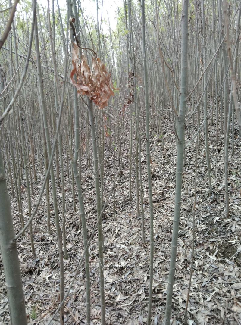 旱柳两公分
