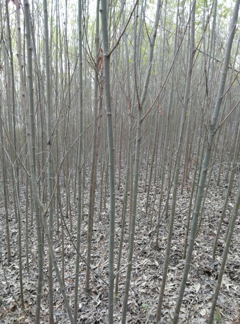 旱柳两公分