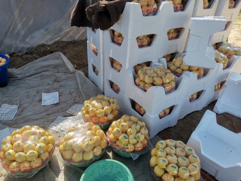 精品黄油桃大量上市，一手货源，产地直销，需要的老板联系！