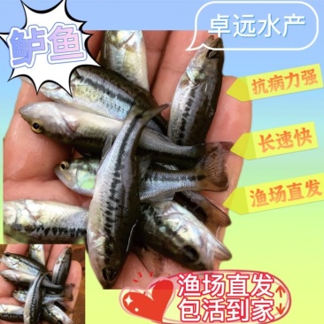 卓远水产，鲈鱼苗，抗病力强，长速快，运输安全，包活到家…