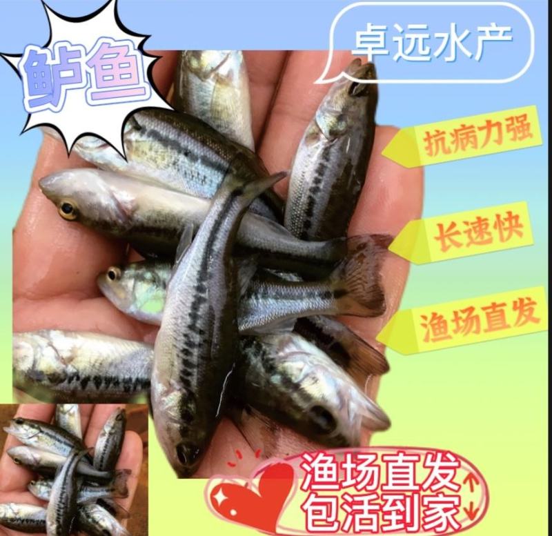 卓远水产，鲈鱼苗，抗病力强，长速快，运输安全，包活到家…