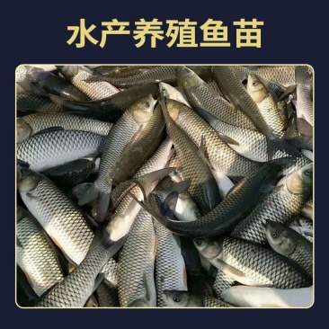 草鱼苗，活体，脆肉皖鱼苗，长江一号草鱼苗……