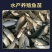 草鱼苗，活体，脆肉皖鱼苗，长江一号草鱼苗……