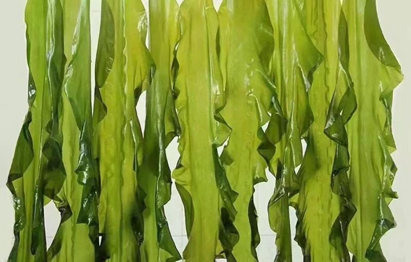 精品裙带菜螺旋藻海藻批发零售保质保量量大优惠