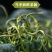 化石草小叶化石草化石草化石草草药一公斤起批