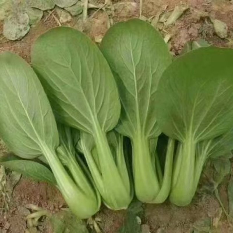 【精品】山东菏泽曹县上海青，产地发货，诚信经营，欢迎看货合作