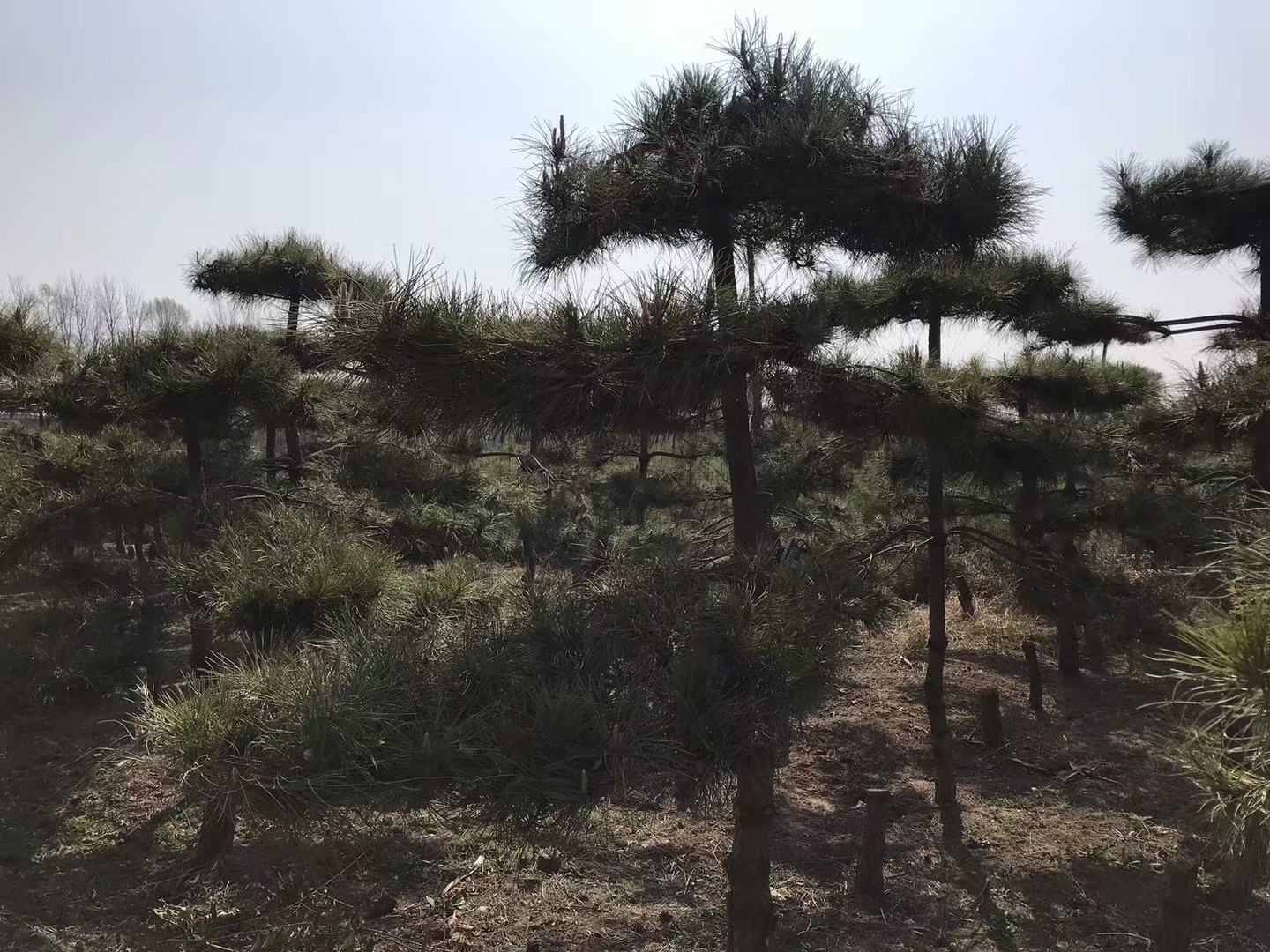 白皮松在中国传统园林中的文化象征,与文人墨客的精神世界紧密相连 白皮松在中国传统园林中的文化象征