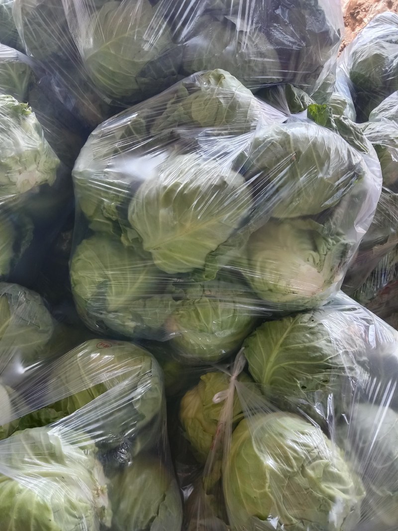 精品甘蓝，圆包菜大量上市中质量有保证，欢迎新老顾客来订购