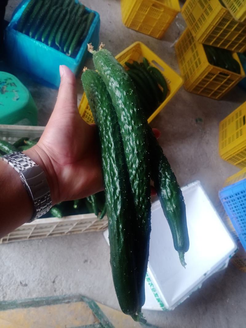 青瓜
