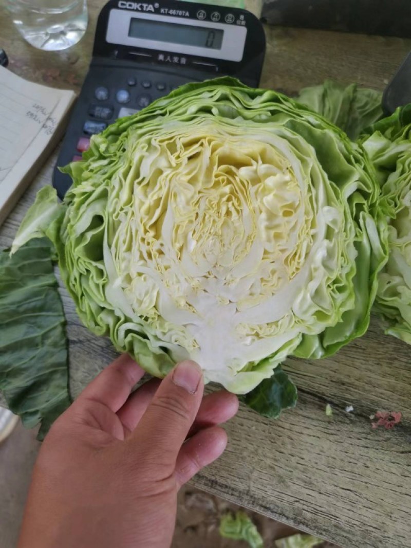 精品甘蓝，圆包菜大量上市中质量有保证，欢迎新老顾客来订购