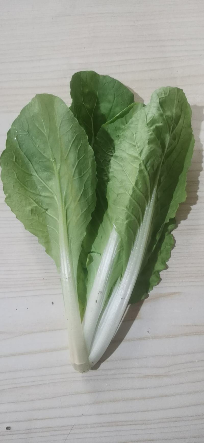 【精选】山东奶白菜大量上市基地直供全国发货质量保证