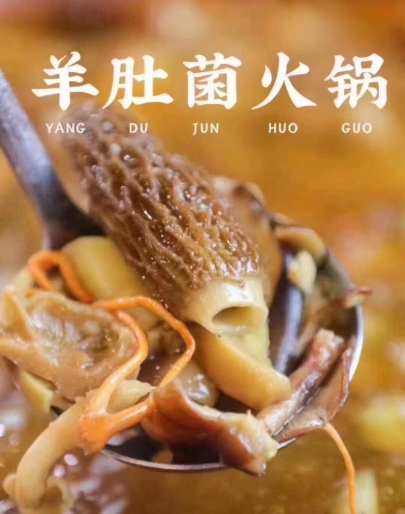 羊肚菌足干厚肉手挑品质靓货一手货源批发零售