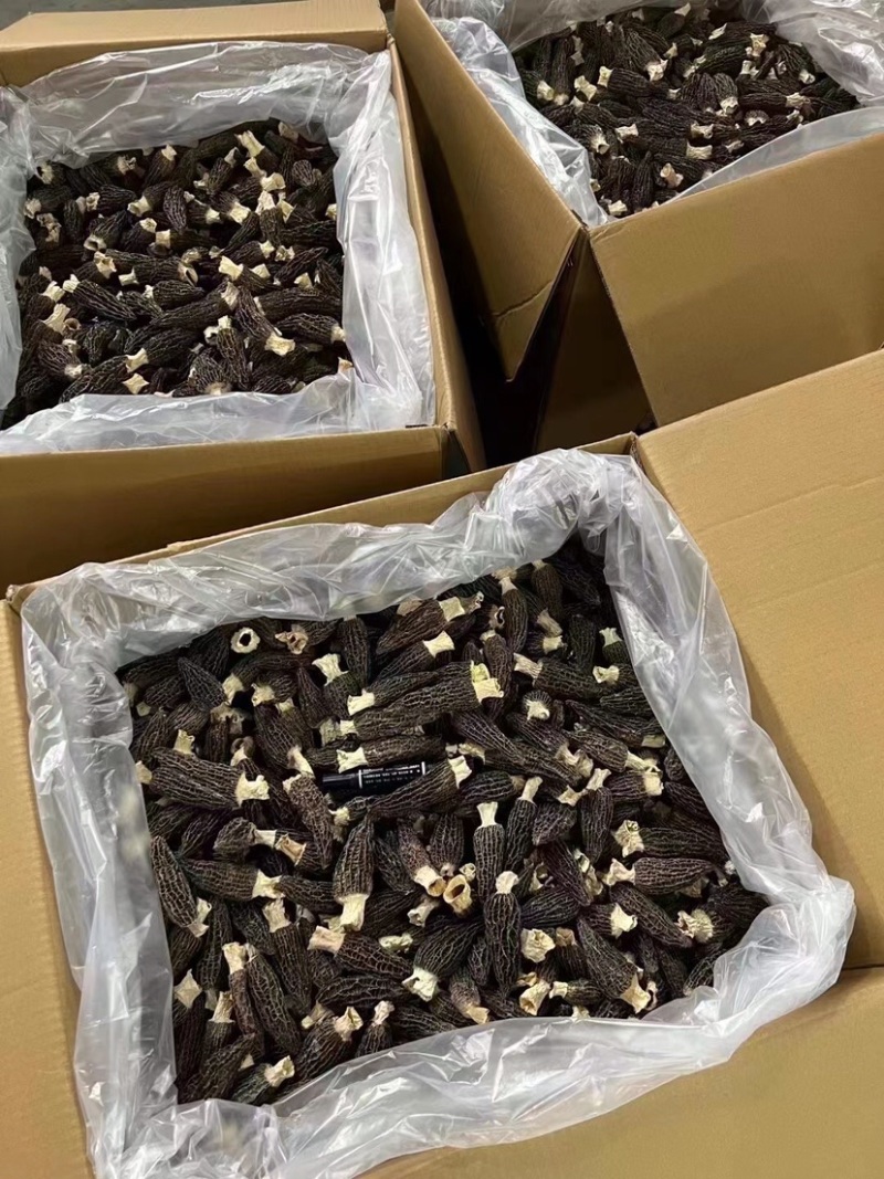 羊肚菌足干厚肉手挑品质靓货一手货源批发零售