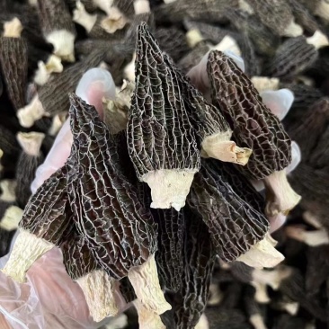 羊肚菌足干厚肉手挑品质靓货一手货源批发零售