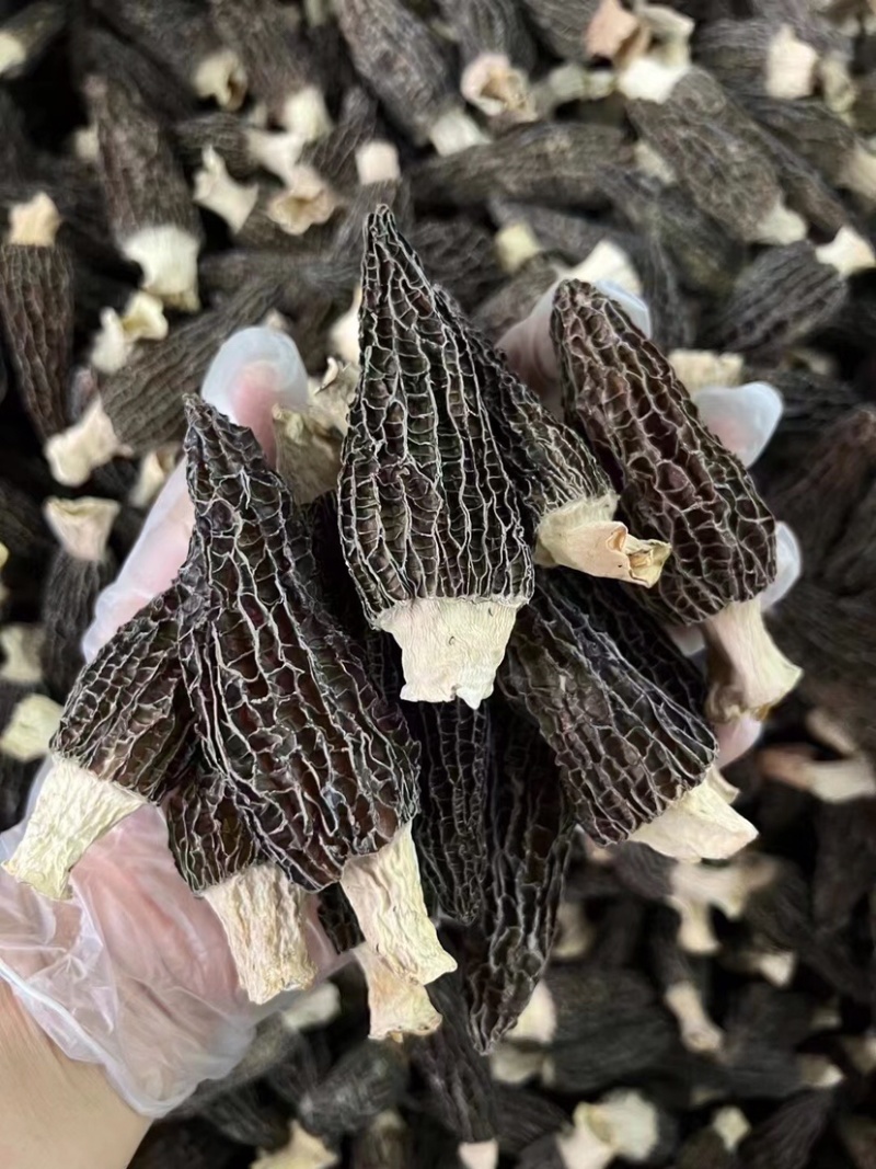 羊肚菌足干厚肉手挑品质靓货一手货源批发零售