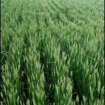 出租土地1000亩，收过麦子就能种，每亩一年租金800元