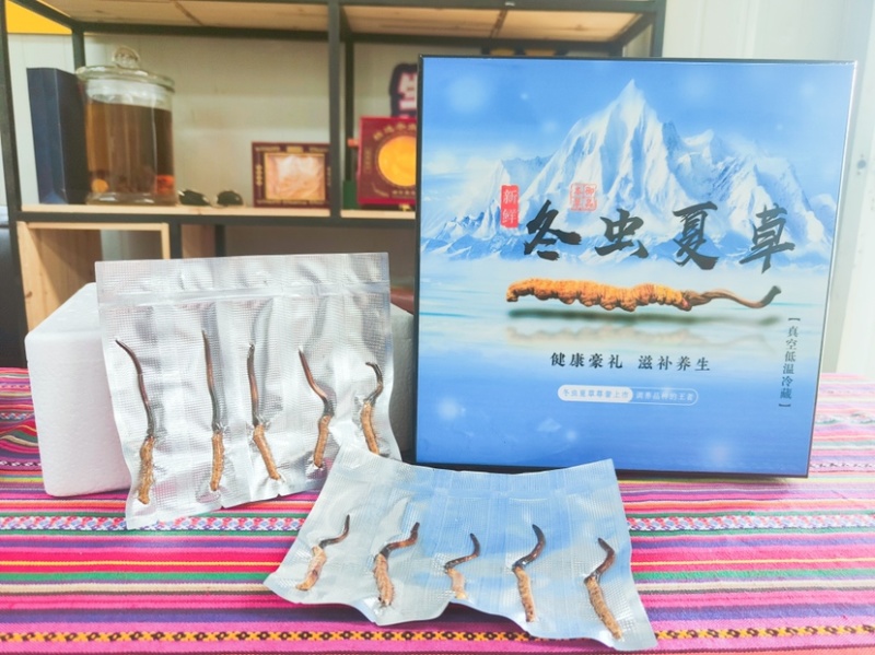 新鲜的冬虫夏草