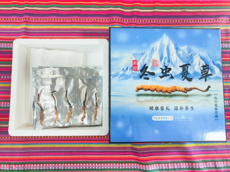 新鲜的冬虫夏草