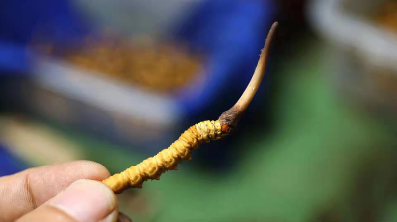 新鲜的冬虫夏草