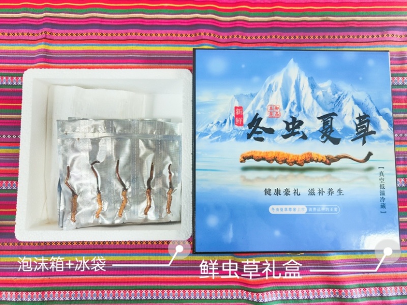 新鲜的冬虫夏草