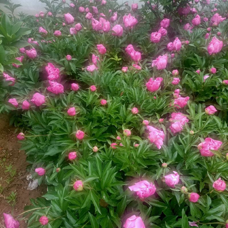 芍药花批发重瓣芍药花带芽根块绿化盆栽庭院植物耐寒成活率高