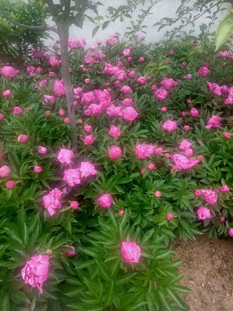 芍药花批发重瓣芍药花带芽根块绿化盆栽庭院植物耐寒成活率高