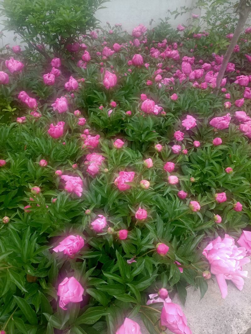 芍药花批发重瓣芍药花带芽根块绿化盆栽庭院植物耐寒成活率高