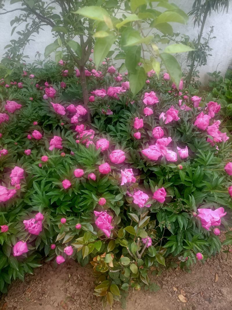 芍药花批发重瓣芍药花带芽根块绿化盆栽庭院植物耐寒成活率高