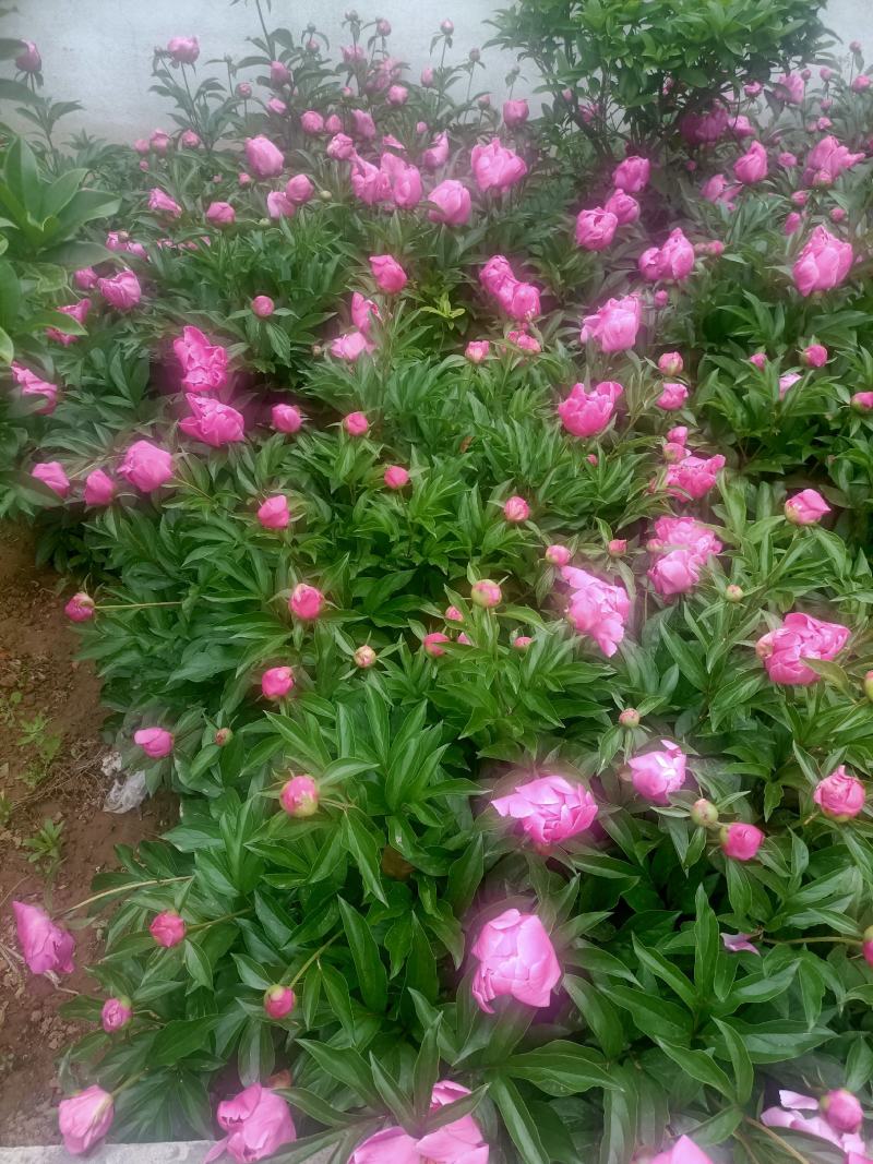 芍药花批发重瓣芍药花带芽根块绿化盆栽庭院植物耐寒成活率高