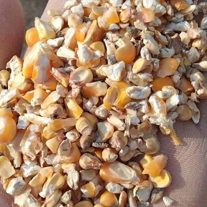 烘干碎玉米，适用于饲料厂，养殖喂养猪牛羊鸡鸭鹅常年供货