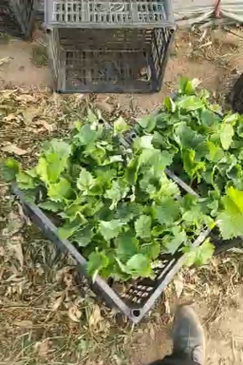秦皇岛市阳光玫瑰葡萄苗营养袋苗自家繁育保证纯度