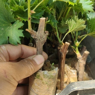 秦皇岛市阳光玫瑰葡萄苗营养袋苗自家繁育保证纯度