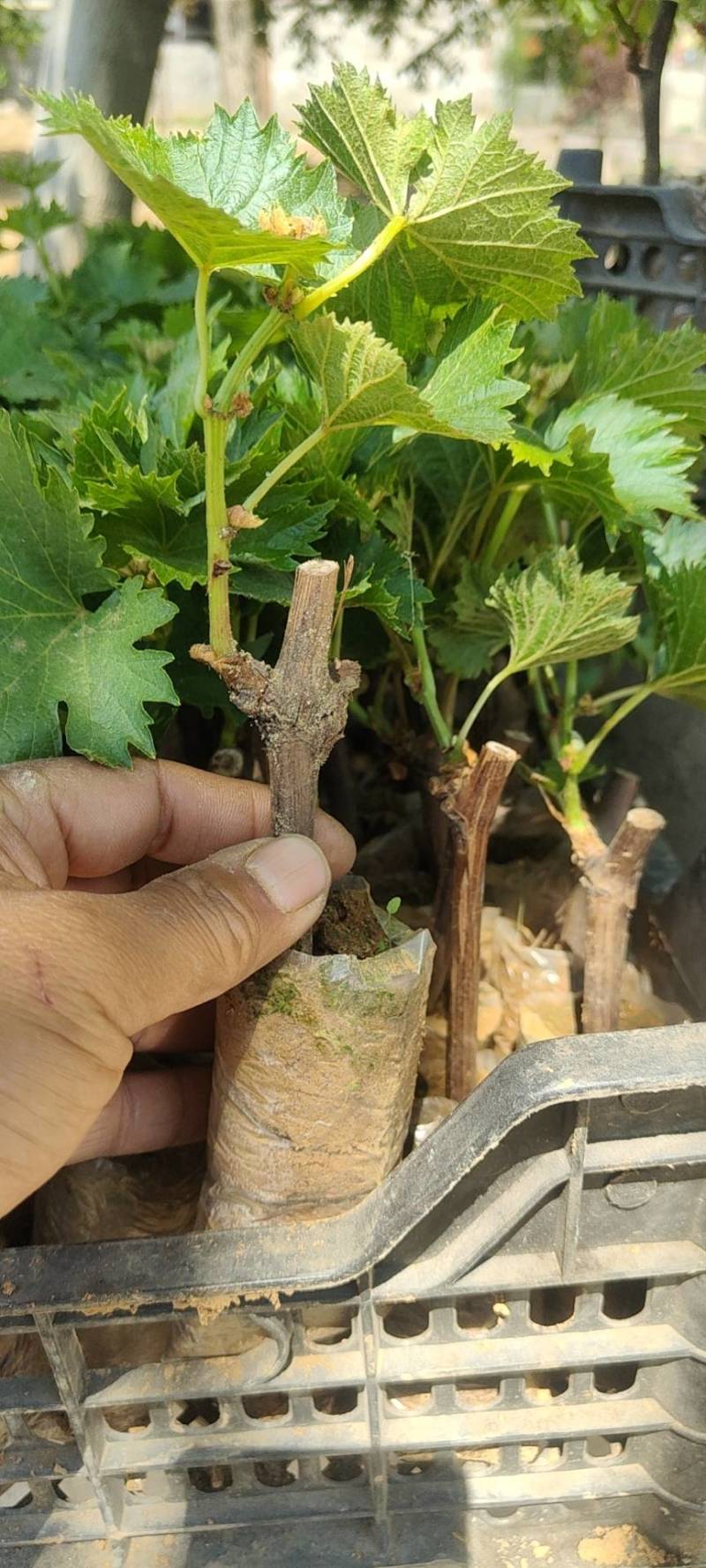 秦皇岛市阳光玫瑰葡萄苗营养袋苗自家繁育保证纯度