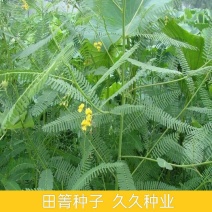 田箐种子田菁青林果园固氮绿肥籽青饲料牧草植物