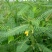 田菁种子青林果园固氮护坡绿肥籽青饲料牧草植物